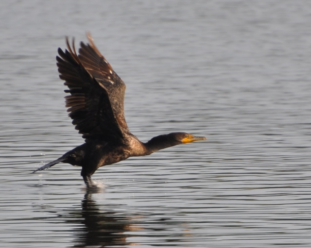 A Double-crested Cormorant lifts off from the surface of the canal